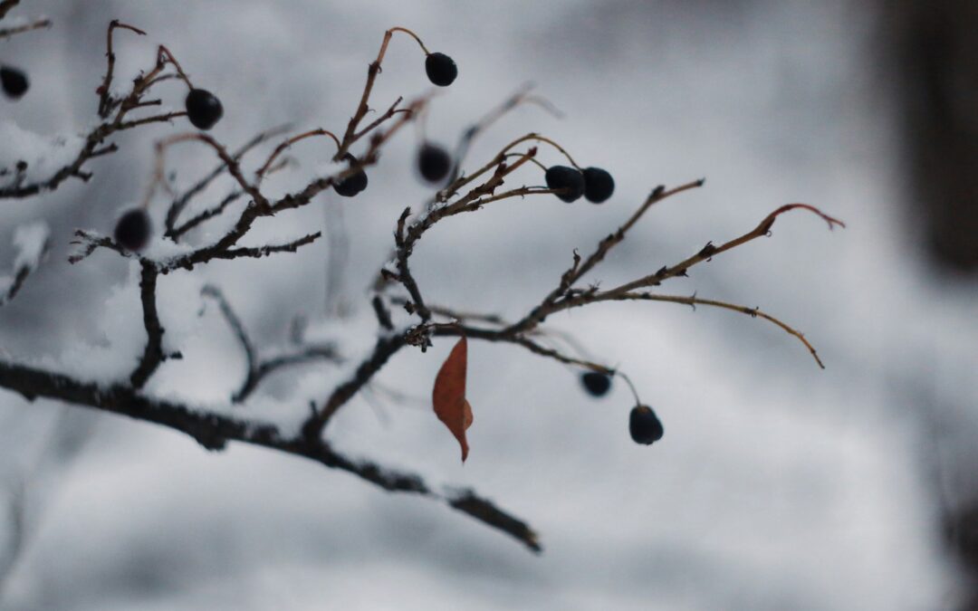 chiropractic care in cold seasons